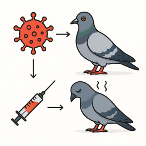 Paramyxovirose du pigeon voyageur causes symptomes et prevention efficace