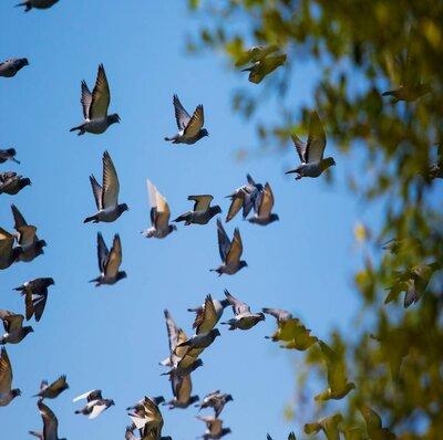 Concours De Fond Pigeon Voyageur | Concours De Pigeons Voyageurs Concours De Fond Pigeon Voyageur | Concours De Pigeons Voyageurs