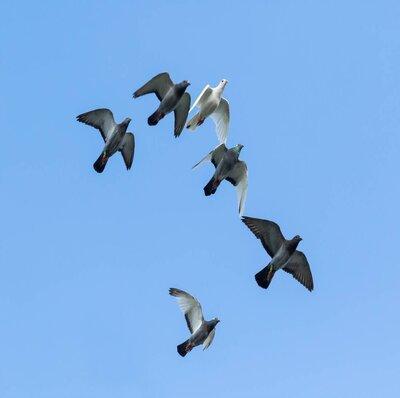 Concours De Vitesse Pigeon Voyageur | Concours De Pigeons Voyageurs Concours De Vitesse Pigeon Voyageur
