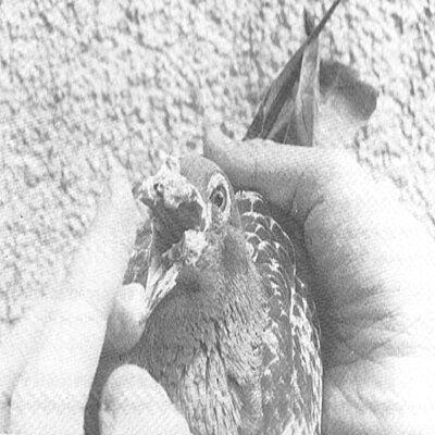 La Diphte Rie Pigeon Voyageur | La Diphtérie - Pigeon Voyageur | Maladies Des Pigeons Voyageurs La Diphte Rie Pigeon Voyageur | La Diphtérie - Pigeon Voyageur | Maladies Des Pigeons Voyageurs