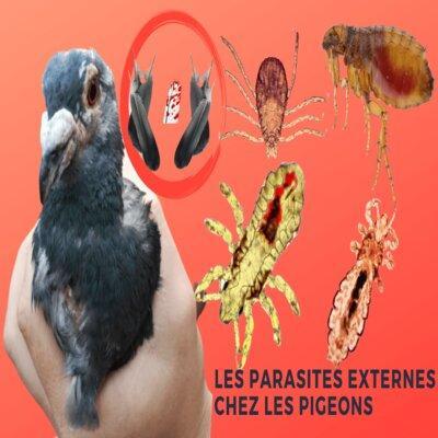 Les Parasites Externes Pigeon Voyageur | Maladies Des Pigeons Voyageurs Les Parasites Externes Pigeon Voyageur | Maladies Des Pigeons Voyageurs