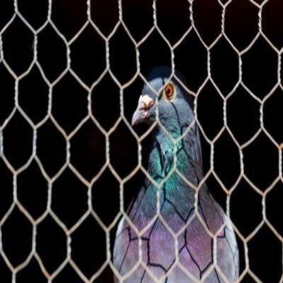 Les Pigeons A La Verdure Pigeon Voyageur | Les Pigeons à La Verdure - Pigeon Voyageur | Conseils Du Mois Les Pigeons A La Verdure Pigeon Voyageur