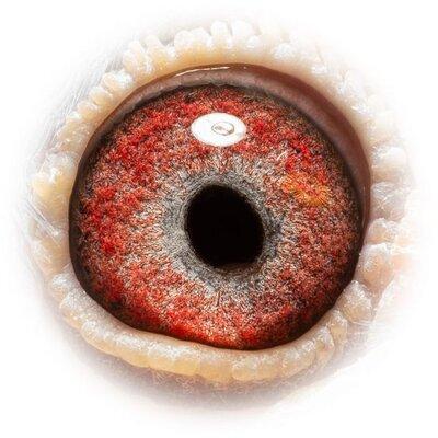 Les Yeux Des Pigeons Voyageurs Et Leurs Secrets | Le Coin De La Science Les Yeux Des Pigeons Voyageurs Et Leurs Secrets