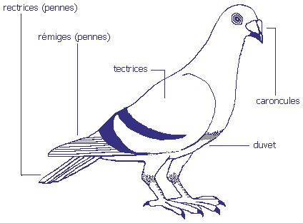plumage pigeon