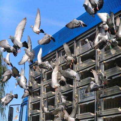 Pre Parer Les Concours Pigeon Voyageur | Préparer Les Concours – Pigeon Voyageur | Concours De Pigeons Voyageurs Pre Parer Les Concours Pigeon Voyageur