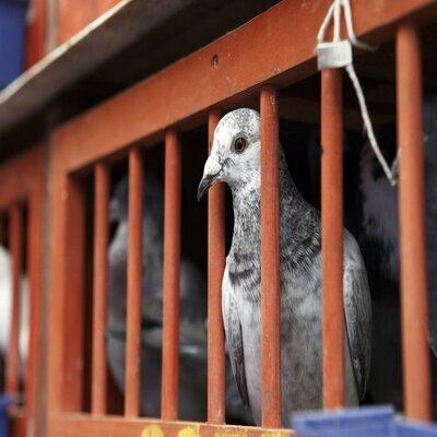 Qualite Dressage Pigeon Voyageur | Qualité Et Dressage – Pigeon Voyageur | Dialogue Sur La Colombophilie Qualite Dressage Pigeon Voyageur