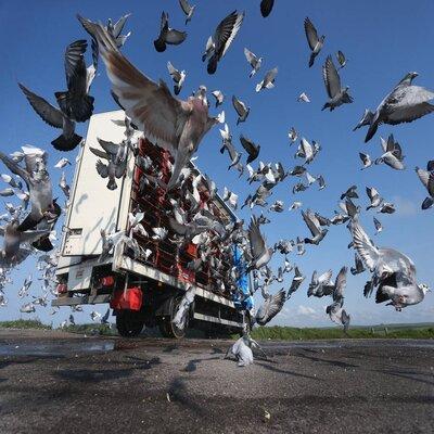 Transport Pigeon Voyageur | Concours De Pigeons Voyageurs Transport Pigeon Voyageur