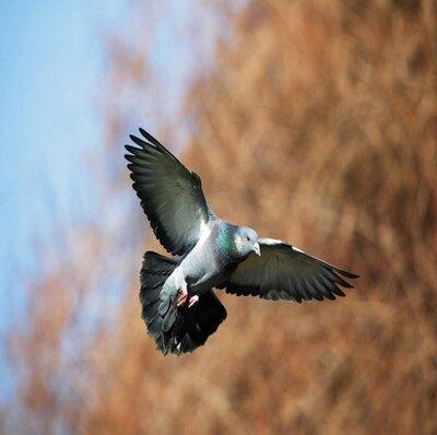 Un Hobby Pas Comme Les Autres Pigeon | Un Hobby Pas Comme Les Autres - Pigeons | Dialogue Sur La Colombophilie Un Hobby Pas Comme Les Autres Pigeon