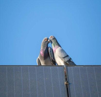 Veuvage Ou Naturel Pigeon Voyageur | Dialogue Sur La Colombophilie Veuvage Ou Naturel Pigeon Voyageur