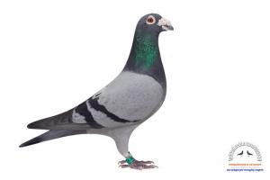 pigeon 12
