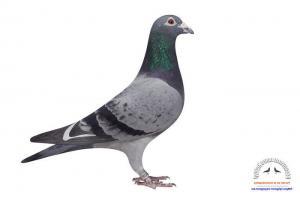 pigeon 13