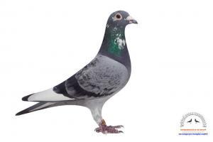 pigeon 14