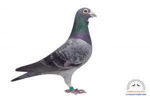 pigeon 15