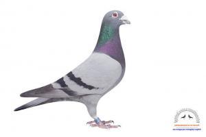 pigeon 17