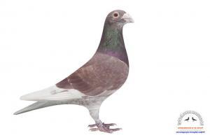 pigeon 18