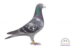 pigeon 19