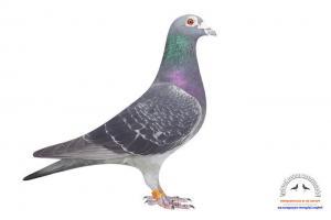 pigeon 20