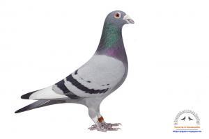pigeon 21