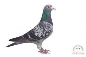 pigeon 22