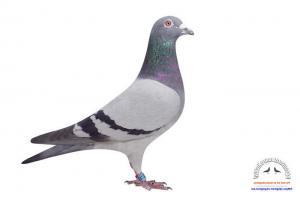 pigeon 23