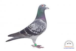 pigeon 25