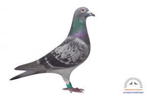 pigeon 26