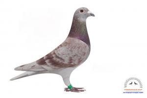 pigeon 27