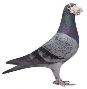 pigeon index