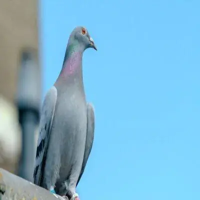 Les Probl Mes Chez Les Pigeonneaux | Le Coin De La Science Les Probl Mes Chez Les Pigeonneaux