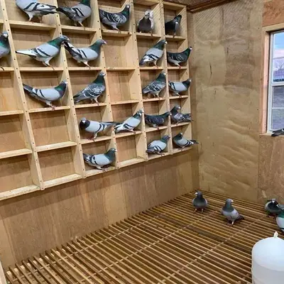 pigeon voyageur en colombier