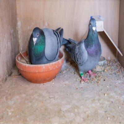 Un Veuvage Am Lior Pigeon Voyageur Veuvage Ame Liore Pigeon Voyageur