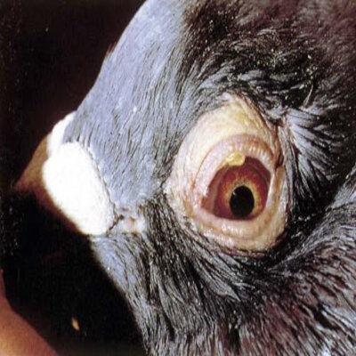 Le Coryza Du Pigeon Le Coryza Du Pigeon Voyageur