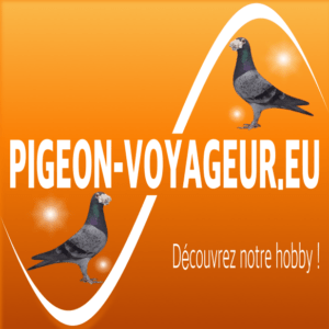 banner pigeon 420 X 420