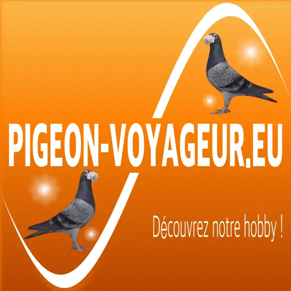 Banner Pigeon 420 X 420