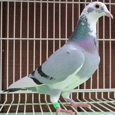 Conseil N 1 Pigeon Voyageur | Conseils Du Mois Conseil n°1 – pigeon voyageur