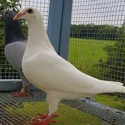 Conseil N 29 Pigeon Voyageur