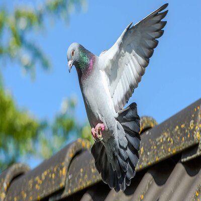 La S Lection L Arri Re Saison 2 Pigeon Voyageur | La Sélection à L'arrière Saison (2) - Pigeon Voyageur | Dialogue Sur La Colombophilie La selection a larriere saison 2 – pigeon voyageur