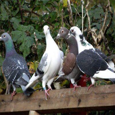 Le Jeu Des Femelles Pigeon Voyageur | Leçon Pratique Le jeu des femelles – pigeon voyageur