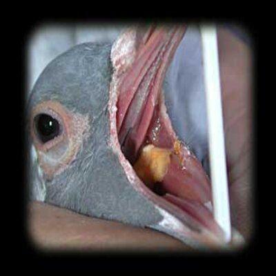 Les Trichomonas Pigeon Voyageur | Le Fond De La Question Les Trichomonas – pigeon voyageur