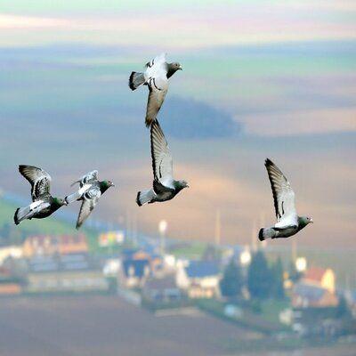 Les Femelles Dans Le Collimateur Pigeon Voyageur | Leçon Pratique Les femelles dans le collimateur – pigeon voyageur