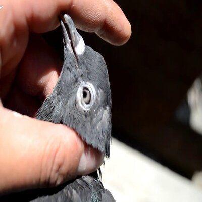 Les Tumeurs Chez Le Pigeon Voyageur | Le Fond De La Question Les tumeurs chez le pigeon voyageur