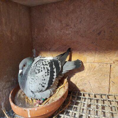 Mortalit Au Nid Pigeon Voyageur | Leçon Pratique Mortalite au Nid – pigeon voyageur