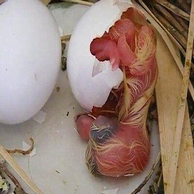 Ufs Clairs Et Mortalit En Coquille Pigeon Voyageur | Le Coin De La Science OEufs clairs et mortalite en coquille – pigeon voyageur