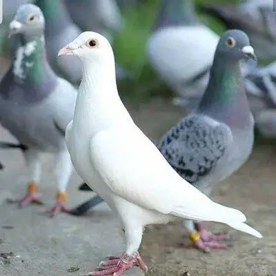 Plumage Et Microbes Pigeon Voyageur | Le Coin De La Science Plumage et microbes – pigeon voyageur