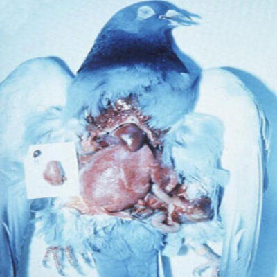 Ornithose | Ornithose - Pigeon Voyageur | Maladies Des Pigeons Voyageurs ornithose