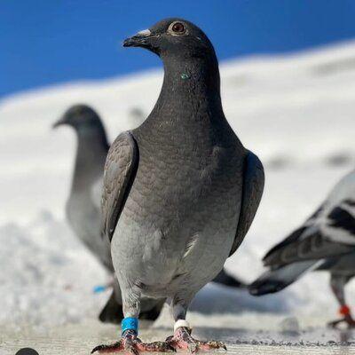 Eduquer Les Jeunes Pigeon Voyageur | Dialogue Sur La Colombophilie Eduquer les jeunes – pigeon voyageur