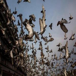 pouvons nous connaitre des pigeons
