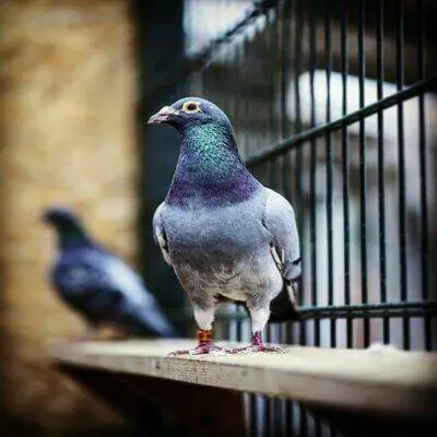 La Se Lection Des Pigeons