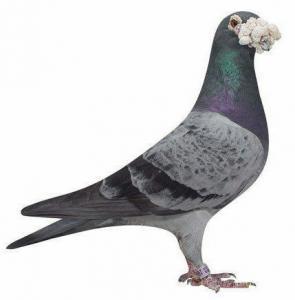 pigeon INDEX NEW