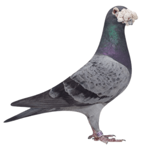 pigeon INDEX NEW Transparant